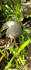 Fungi