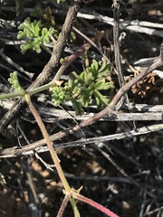 Pelargonium trifidum