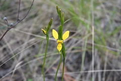 Diuris aurea