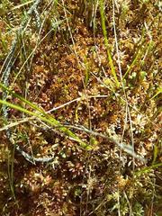 Sphagnum rubellum