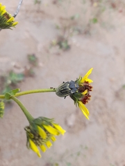 Geoborus rugipennis