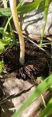 Fungi