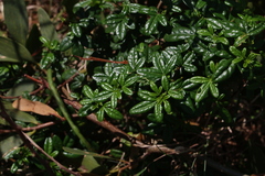 Zieria prostrata