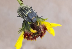 Geoborus rugipennis