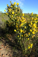 Aspalathus shawii shawii