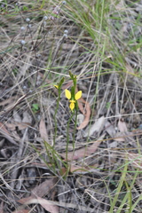 Diuris aurea