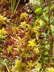 Sphagnum fallax