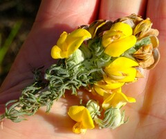 Aspalathus shawii shawii