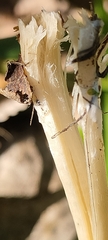 Fungi