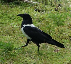 Corvus albus