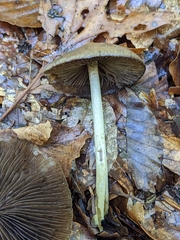 Agaricales