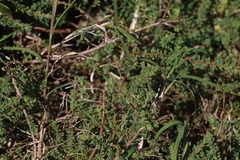 Pultenaea maritima