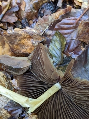 Agaricales