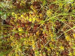Sphagnum fallax
