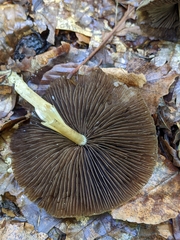 Agaricales