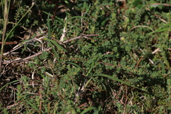 Pultenaea maritima
