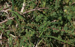 Pultenaea maritima