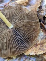 Agaricales