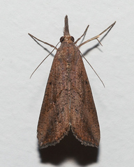 Hypena obacerralis