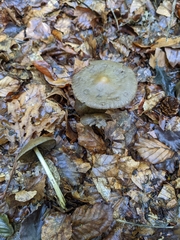 Agaricales