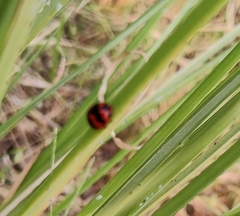 Coccinella transversalis