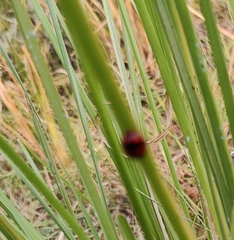 Coccinella transversalis