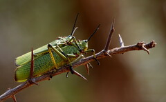 Phymateus viridipes