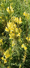 Linaria vulgaris