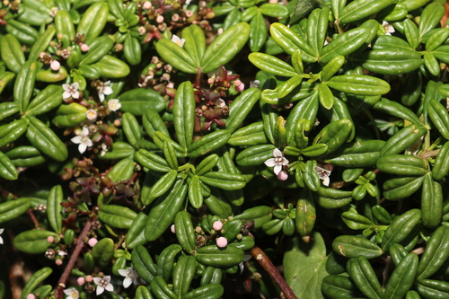 Zieria prostrata, photograph 6