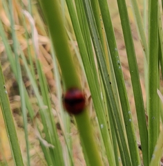 Coccinella transversalis