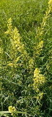 Reseda lutea