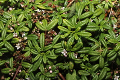 Zieria prostrata