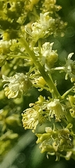 Reseda lutea