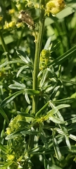 Reseda lutea