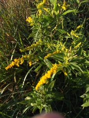 Solidago rugosa