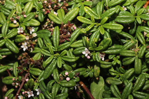 Image of Zieria prostrata by (c) Greg Tasney, some rights reserved (CC BY-SA)