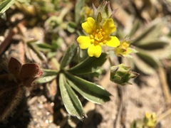 Potentilla luteosericea