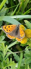 Lycaena phlaeas