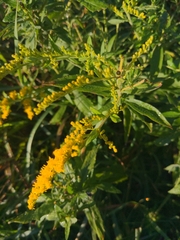 Solidago rugosa