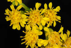 Solidago mexicana