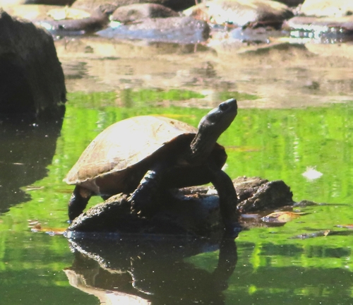 Japanese Pond Turtle, Mauremys japonica