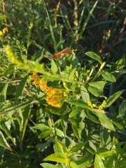 Solidago rugosa