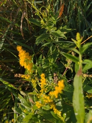 Solidago rugosa