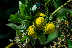 Schistostephium umbellatum