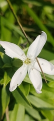 Saponaria officinalis