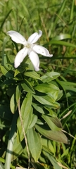 Saponaria officinalis