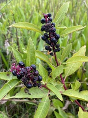 Phytolacca americana rigida