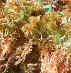 Sphagnum fallax