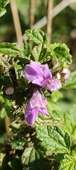 Ballota nigra