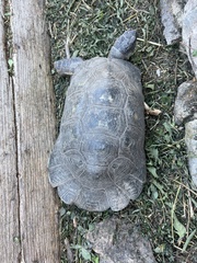 Testudo marginata